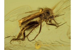 CERATOPOGONIDAE Superb BITING MIDGE in BALTIC AMBER 418