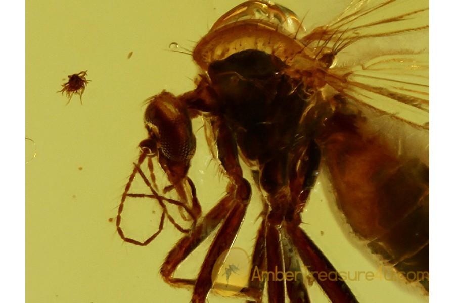 CERATOPOGONIDAE Perfect Looking BITING MIDGE in BALTIC AMBER 531