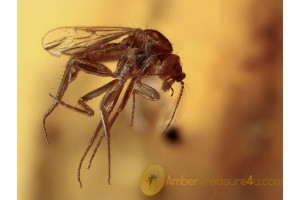 CERATOPOGONIDAE Superb BITING MIDGE  BALTIC AMBER 1029