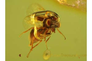 CHALCID WASP with WATER in AIR BUBBLE in BALTIC AMBER