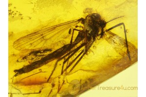 CHAOBORIDAE Huge PHANTOM MIDGE in BALTIC AMBER 153