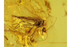 CHAOBORIDAE PHANTOM MIDGE in BALTIC AMBER 270