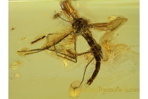 CHAOBORIDAE PHANTOM MIDGE in BALTIC AMBER 629