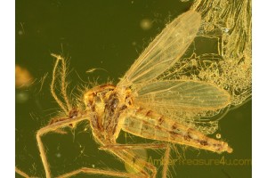 CHAOBORIDAE Perfect PHANTOM MIDGE in BALTIC AMBER 613