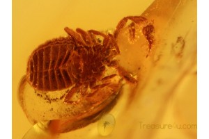 CHEIRIDIIDAE Pseudoscorpion in Genuine BALTIC AMBER 957