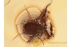 CHEIRIDIIDAE Pseudoscorpion in Genuine BALTIC AMBER 1101