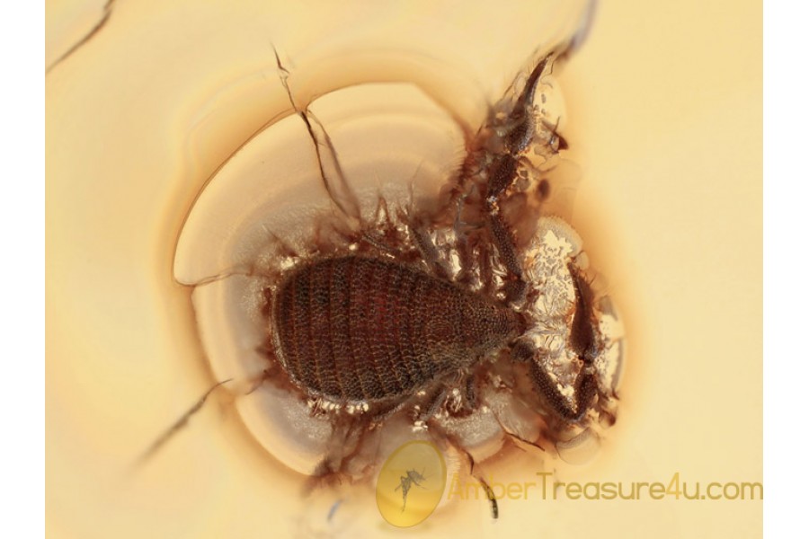 CHEIRIDIIDAE Pseudoscorpion in Genuine BALTIC AMBER 1101