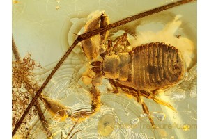 CHELIFERIDAE Large PSEUDOSCORPION in BALTIC AMBER 636