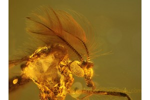 CHIRONOMID Great Preserved Midge in BALTIC AMBER 332