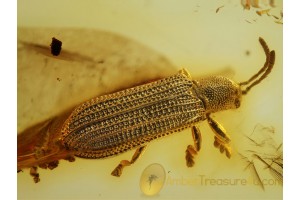 CHRYSOMELIDAE HISPINAE Perfect Leaf Beetle in BALTIC AMBER 579