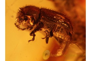 CIIDAE Minute Tree-fungus Beetle & Caterpillar in BALTIC AMBER