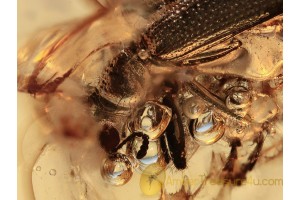 CLERIDAE Checkered Beetle in BALTIC AMBER 1066