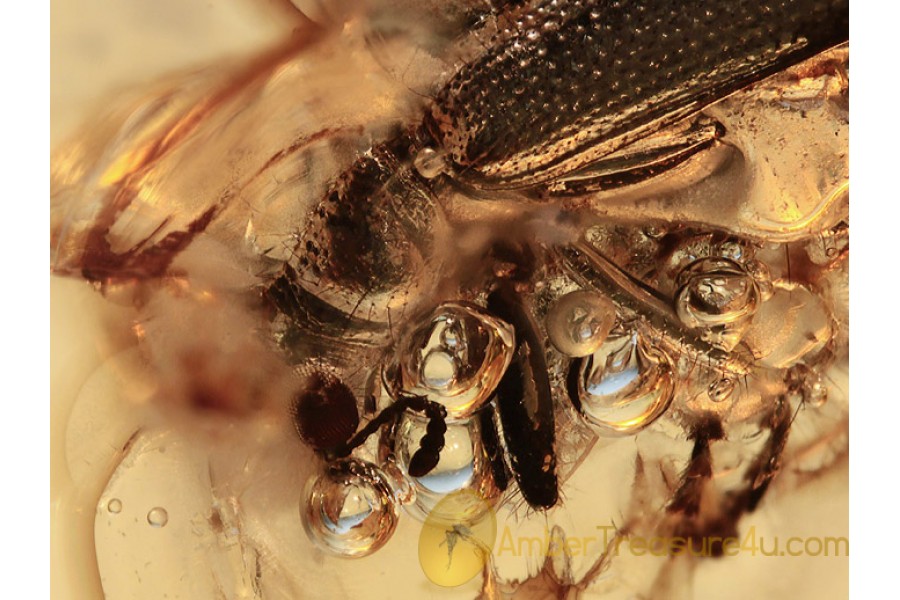 CLERIDAE Checkered Beetle in BALTIC AMBER 1066