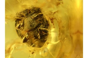 COCCINELLIDAE LADYBIRD BEETLE in BALTIC AMBER 509