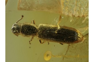 COLYDIIDAE Pycnomerus CYLINDRICAL BARK BEETLE  BALTIC AMBER 469