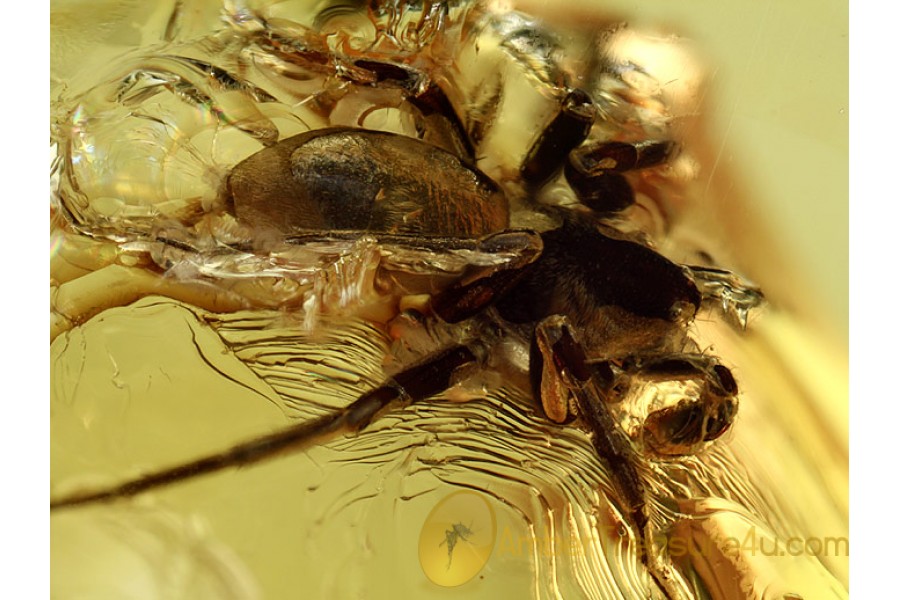 CORINNIDAE GROUND SAC SPIDER in BALTIC AMBER 570