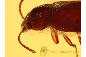 CROWSONIUM HAIRY FUNGUS BEETLE Mycetophagidae BALTIC AMBER 807