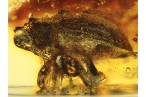 CRYPTORHYNCHINAE Backward-nosed WEEVIL in BALTIC AMBER  633