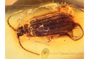 CUPEDIDAE Cupes RETICULATED BEETLE in BALTIC AMBER 844