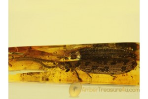 CUPEDIDAE Large RETICULATED BEETLE in BALTIC AMBER 195