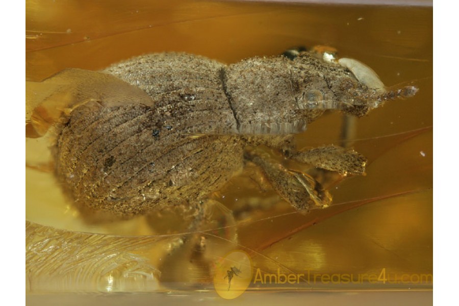 CURCULIONIDAE Broad-Nosed WEEVIL in BALTIC AMBER 466