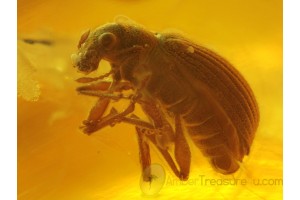 CURCULIONIDAE Large Superb WEEVIL & GNATS in BALTIC AMBER 160