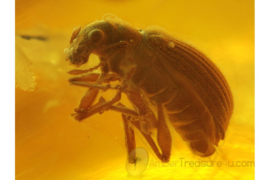 CURCULIONIDAE Large Superb WEEVIL & GNATS in BALTIC AMBER 160 CURCULIONIDAE Large Superb WEEVIL & GNATS in BALTIC AMBER 160