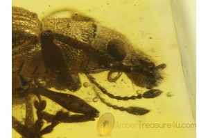 CURCULIONIDAE Large Superb WEEVIL in BALTIC AMBER 218