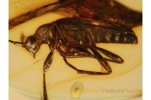 Cerambycidae Flower Longhorn BEETLE  in BALTIC AMBER 753