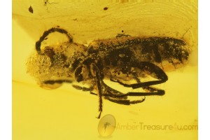 Cerambycidae Nothorhina Longhorn BEETLE  in BALTIC AMBER 355