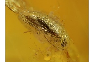 SOFT-BODIED PLANT BEETLE Inclusion in BALTIC AMBER 210