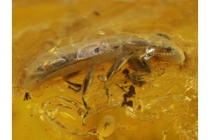 Pleasing Fungus BEETLE Inclusion in BALTIC AMBER 256