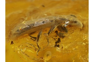 Pleasing Fungus BEETLE Inclusion in BALTIC AMBER 256