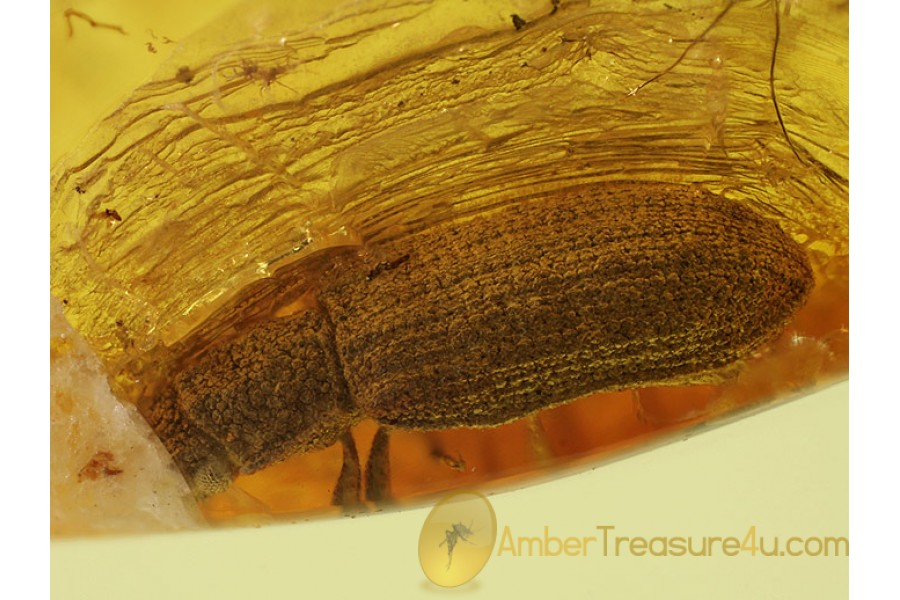 COLYDIIDAE Cylindrical Bark BEETLE in BALTIC AMBER 257