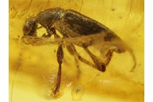 ANTHICIDAE ANT LIKE FLOWER BEETLE in BALTIC AMBER 258