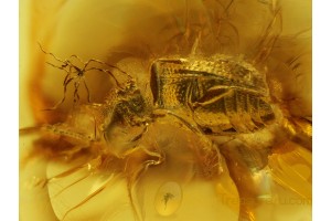 Minute Brown Scavenger BEETLE in BALTIC AMBER 259