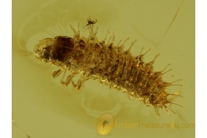 Coleoptera Great Spiny BEETLE LARVA in BALTIC AMBER 211