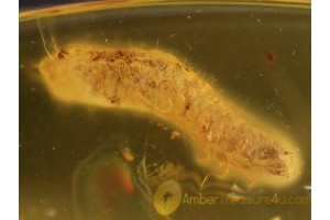 Coleoptera Hairy BEETLE LARVA in BALTIC AMBER 399
