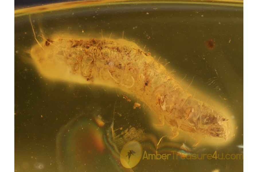 Coleoptera Hairy BEETLE LARVA in BALTIC AMBER 399 Coleoptera Hairy BEETLE LARVA in BALTIC AMBER 399