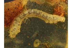 Coleoptera Huge BEETLE LARVAE in BALTIC AMBER 330