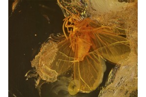 Coniopterygidae Great DUSTYWING  in BALTIC AMBER 417