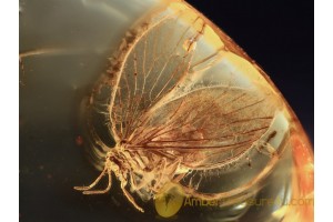 Coniopterygidae DUSTYWING  in BALTIC AMBER 951