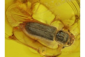 COLYDIIDAE CYLINDRICAL BARK BEETLE in BALTIC AMBER 43