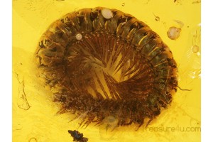 Curled MILLIPEDE DIPLOPODA  in BALTIC AMBER 247