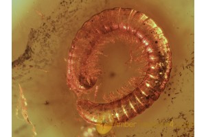 Curled MILLIPEDE DIPLOPODA  in BALTIC AMBER 863