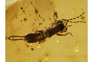 DERMAPTERA EARWIG Nymph in BALTIC AMBER 777