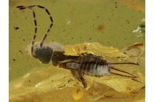 DERMAPTERA Great EARWIG in Genuine BALTIC AMBER 457