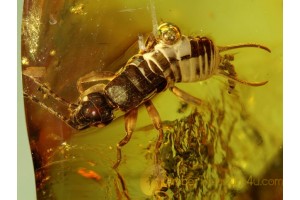 DERMAPTERA Superb EARWIG in Genuine BALTIC AMBER 67