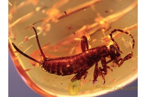 DERMAPTERA Superb Looking EARWIG in BALTIC AMBER 985