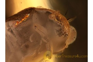 DERMESTIDAE Carpet Beetle in BALTIC AMBER 1018